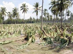 Se entregarán indemnizaciones a productores afectados por efectos del clima en fechas recientes. ARCHIVO  /