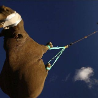 Subespecies de rinoceronte, a punto de extinción