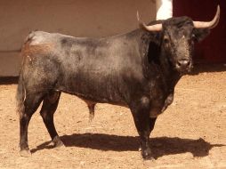 La dehesa de San José se ha destinado para el cartel más llamativo de la temporada.  /