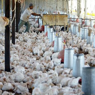 Avances en genética podrían dar vida a dinosaurios