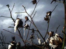 Actualmente el aceite de la semilla se aprovecha para consumo humano. AP  /