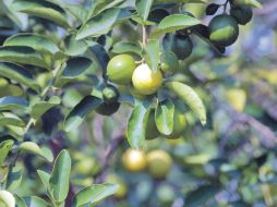 El cítrico más importante en Jalisco es el limón persa. ARCHIVO  /