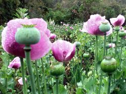 Los cultivos de coca llegaron en Bolivia a 31.000 hectáreas en 2010.  /