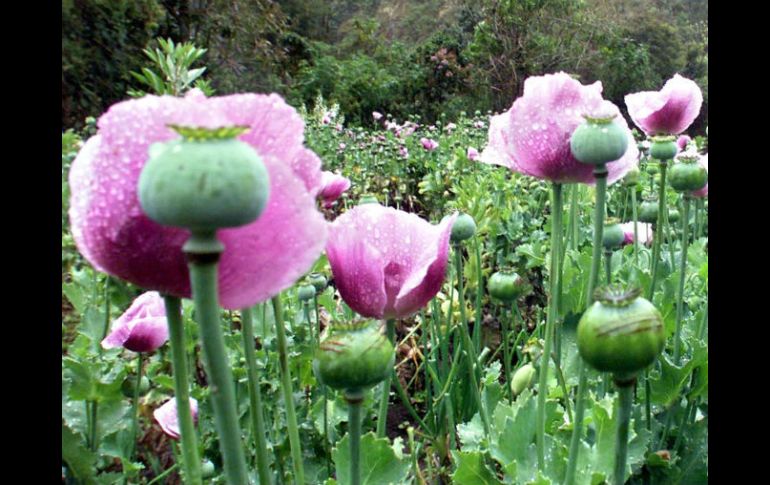 Los cultivos de coca llegaron en Bolivia a 31.000 hectáreas en 2010.  /