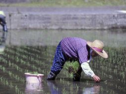 El arroz fue hallado antes de ser enviado. ARCHIVO  /