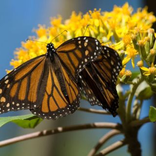 Santuarios de la mariposa monarca convertidos en centros turísticos