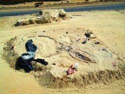 En el desierto de Atacama se ha descubierto el cementerio de ballenas prehistóricas mejor conservado de que se tenga noticia. AP  /