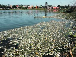 Vecinos cercanos a la Laguna Ilusión denunciaón la contaminación. EL UNIVERSAL  /