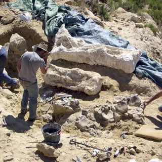 Descubren nido con restos fósiles de 15 crías de dinosaurios Protoceratops