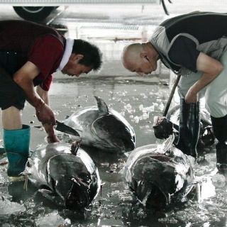 Europa, mercado natural para exportar atún mexicano: Conapesca