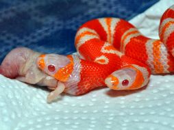 Serpiente de leche hondureña albina que nació con dos cabezas en una incubadora en Florida. EFE  /