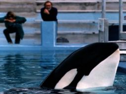 Lolita fue capturada cuando era un bebé, en 1970, desde entonces es obligada a actuar en el parque de diversiones. ESPECIAL  /