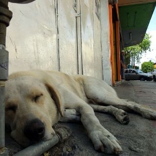 Rumania legaliza la eutanasia de decenas de miles de perros callejeros