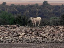 En general, México atraviesa una de las peores sequías desde 1941.  /
