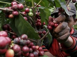 En el campo jalisciense ya se totalizan más 2 mil hectáreas de plantaciones de berries. ARCHIVO  /