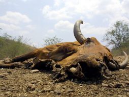 Debido a la sequía, se ha reportado formalmente la muerte de 42 mil cabezas de ganado. ARCHIVO  /