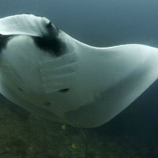 Más de una tercera parte de las especies en Ecuador están amenazadas