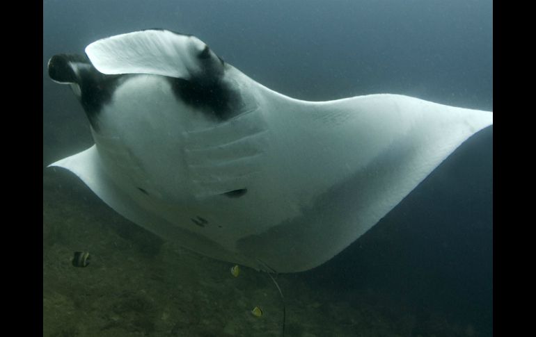 En la imagen, una Giant Manta Ray Manta birostris, especie amenazada. EFE  /