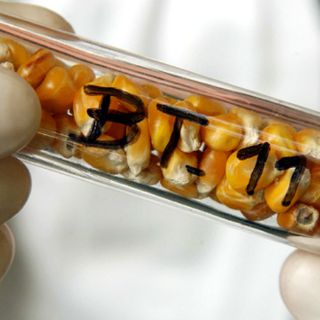 Aumentan cultivos biotecnológicos en el mundo