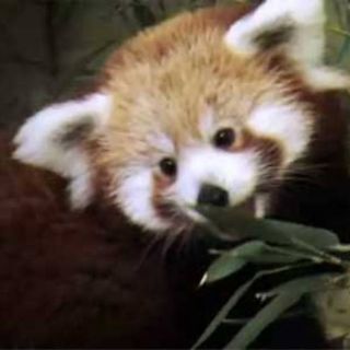 Celebra Firefox siete años de vida