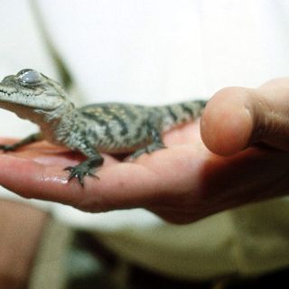 Cocodrilos y tortugas a punto de extinción en República Dominicana