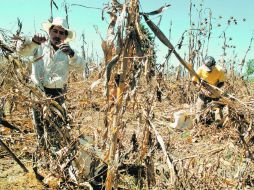 Miles de hectáreas están imposibilitadas de ser trabajadas ante la grave falta de agua en varios estados. EL UNVERSALI  /