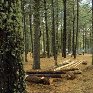 Demuestra FAO pérdida de masa forestal menor a la esperada