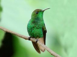 El proyecto abarca mil 993 hectáreas en el Refugio de Vida Silvestre Hábitat del Colibrí Esmeralda Hondureño. ESPECIAL  /