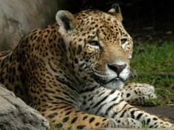 Mediante un congreso se definirá la Estrategia Nacional de Conservación del Jaguar. EFE  /