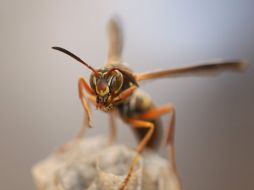 Las ''avispas del papel'' son un buen ejemplo para examinar la evolución del reconocimiento facial, consideran científicos. EFE  /