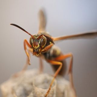 Las avispas se reconocen por la cara