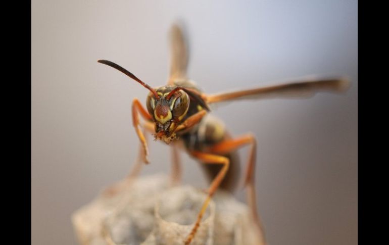 Las ''avispas del papel'' son un buen ejemplo para examinar la evolución del reconocimiento facial, consideran científicos. EFE  /