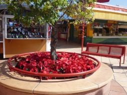 En Jalisco hay viveros muy tecnificados en la producción de Nochebuena.  /