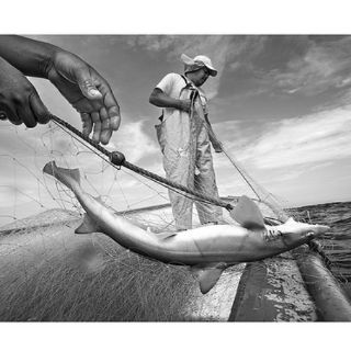 Premio Fernando Benítez 2011 para trabajos sobre wixárikas y pescadores