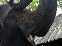 La empresa que procesó la documentación de la carga había declarado los colmillos como productos de artesanía. ARCHIVO  /