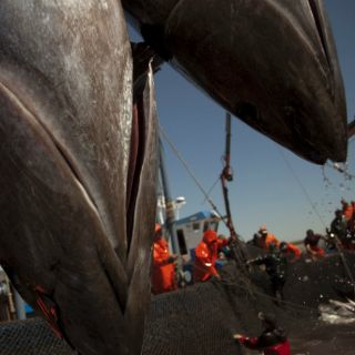Atún aleta azul sufrió pocos daños por derrame en Golfo