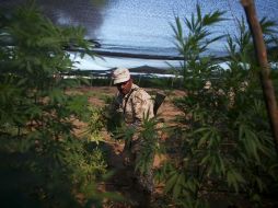 Las fuerzas militares han ha destruido más de 12 mil hectáreas de mariguana como parte de las acciones contra el narcotráfico. AP  /