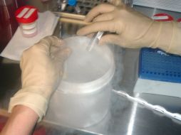 Para ser donadores de semen u óvulos es requisito indispensable llevar a cabo una serie de pruebas estrictas. ID  /