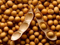 El trabajo de intervención nutricional fue realizado en 36 roedores. ESPECIAL  /