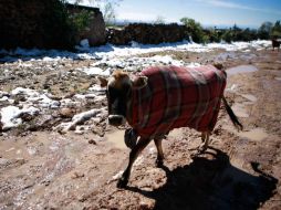 Las nevadas o aguanieve se podrían presentar en Chihuahua, Durango, Coahuila y Nuevo León.  /