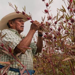 Condena la ONU-DH asesinato de Trinidad de la Cruz
