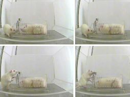 La rata actuó de forma más agitada cuando su compañera estaba encerrada. EFE  /