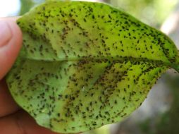 El virus de la tristeza de los cítricos es transmitido básicamente por pulgones cafés. ID  /