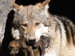 El lobo mexicano, una subespecie del lobo gris, fue añadido a la lista federal de especies en peligro de extinción en 1976. ARCHIVO  /
