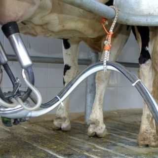 Hacienda 'le dio otro palo' al sector lechero: Liconsa