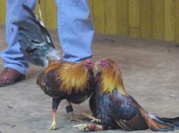 La pelea de animales se efectuaba en la comunidad Cerro Gordo cerca de Xalapa.  /