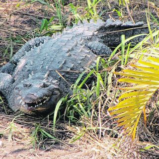 Cocodrilos ''se hospedan'' en las playas de Manzanillo