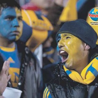 Aficionados felinos estallan en júbilo