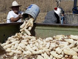 Este grano experimenta una gran demanda, lo que lo ha disparado su precio.  /