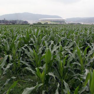 Piden científicos decretar prohibición a siembra de maíz transgénico